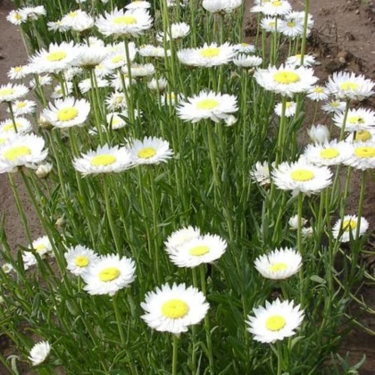 Smilek bílý -  Helipterum roseum - semena smilku - 0,5 g