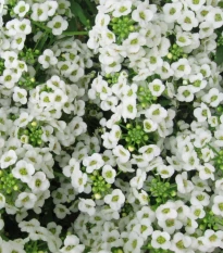 Tařicovka Easter Bonnet White - Lobularia maritima - semena tařicovky - 50 ks