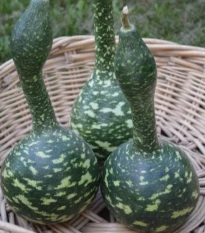 Tykev okrasná Cobra - Lagenaria siceraria - semena tykve - 5 ks