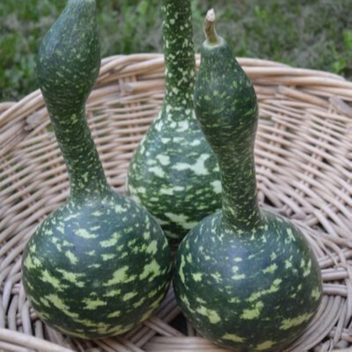 Tykev okrasná Cobra - Lagenaria siceraria - semena tykve - 5 ks