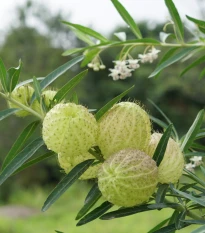 Ostnoplod Lví koule - Gomphocarpus physocarpus - semena ostnoplodu - 30 ks