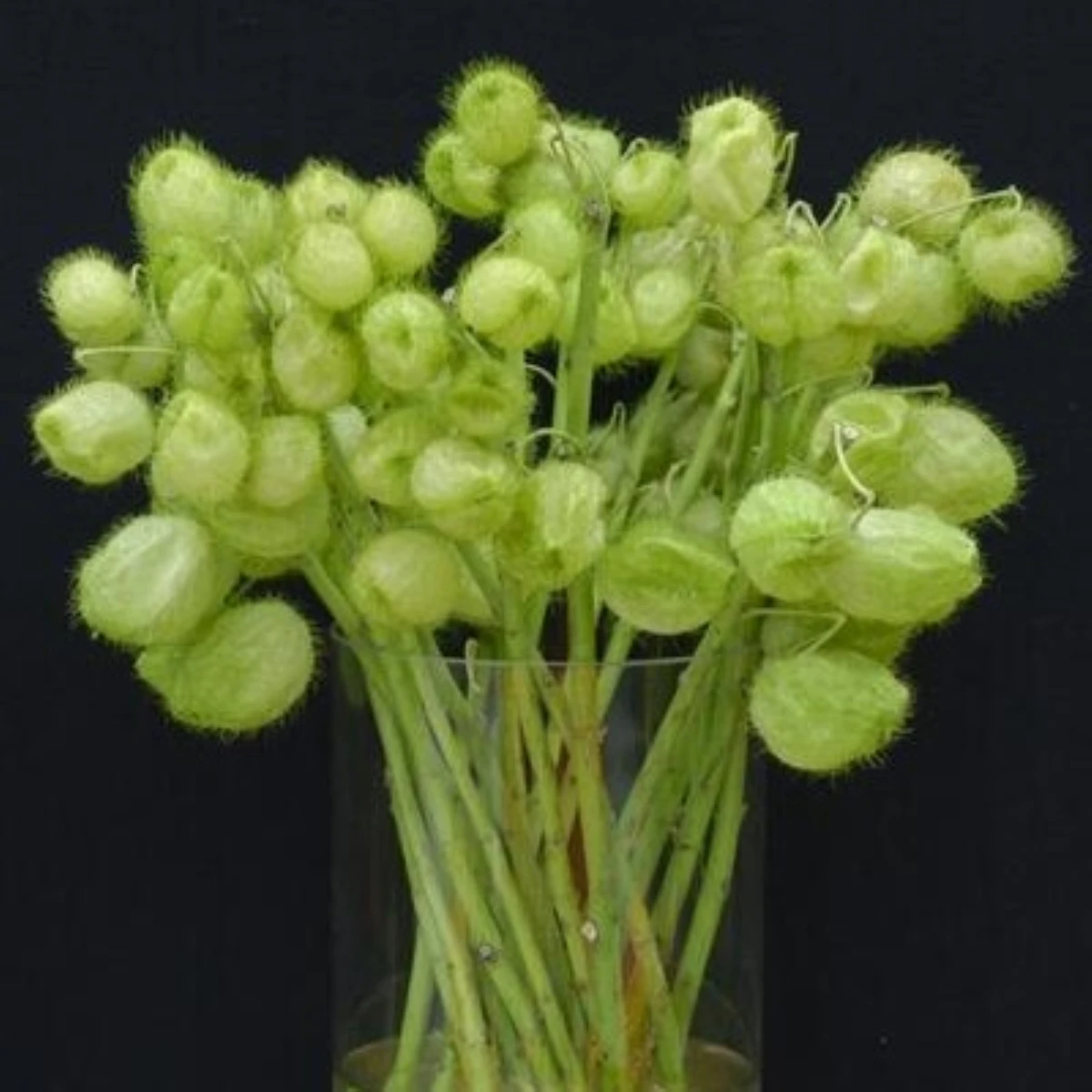 Ostnoplod Lví koule - Gomphocarpus physocarpus - semena ostnoplodu - 30 ks