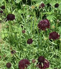 Hlaváč tmavonachový Black Knight - Scabiosa atropurpurea - semena hlaváče - 30 ks