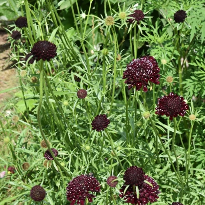 Hlaváč tmavonachový Black Knight - Scabiosa atropurpurea - semena hlaváče - 30 ks