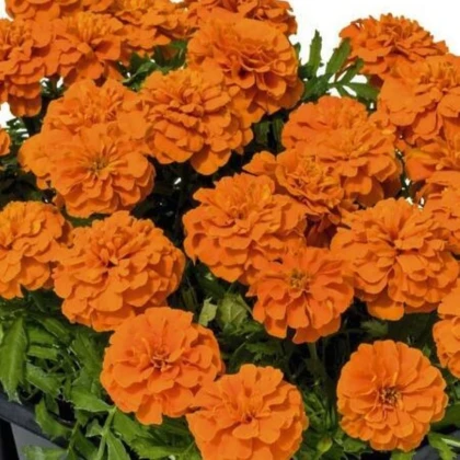 Aksamitník rozkladitý Super Hero Deep Orange - Tagetes patula - semena aksamitníku - 30 ks