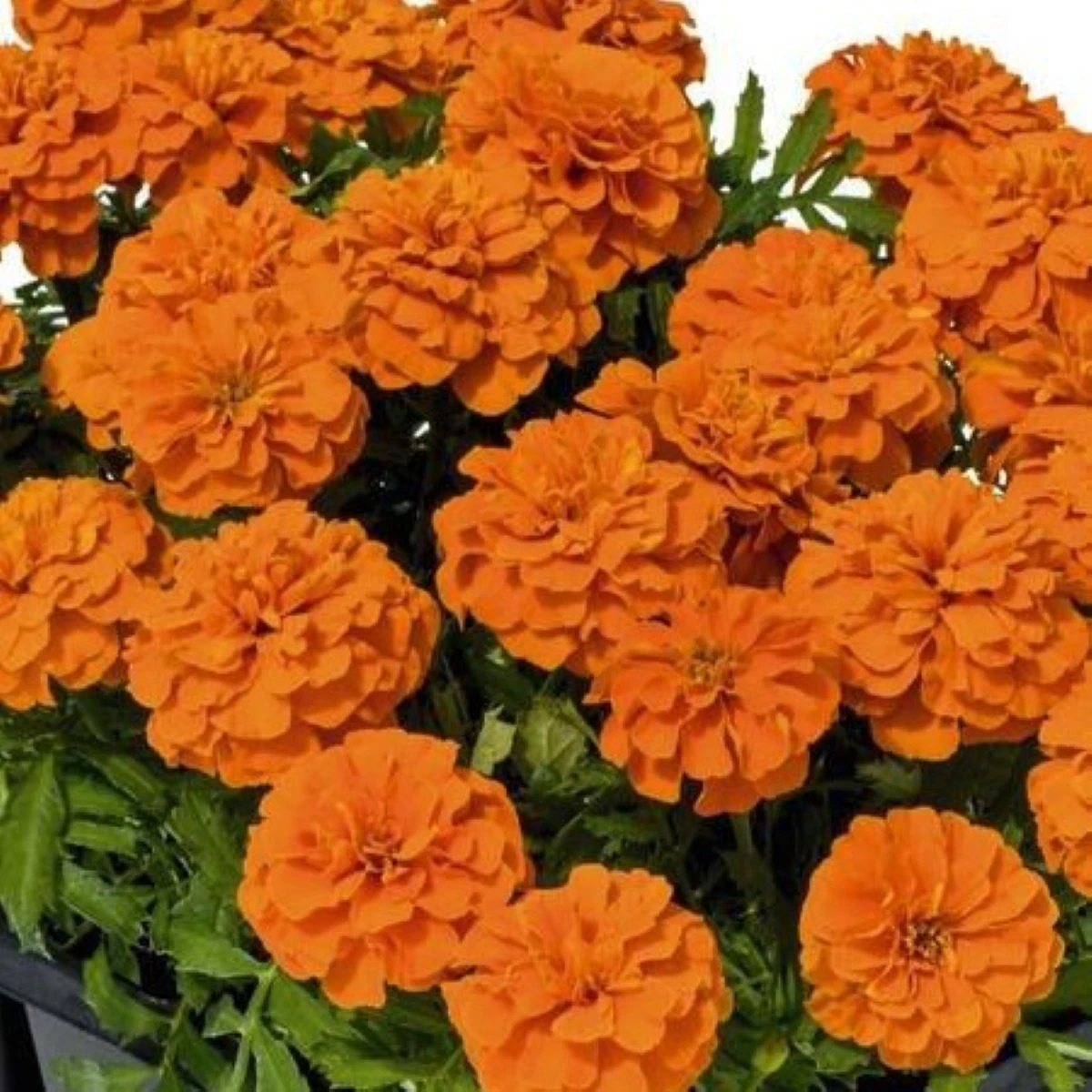 Aksamitník rozkladitý Super Hero Deep Orange - Tagetes patula - semena aksamitníku - 30 ks