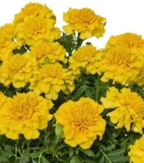 Aksamitník rozkladitý Super Hero Deep Yellow - Tagetes patula - semena aksamitníku - 30 ks