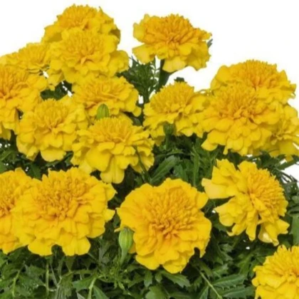 Aksamitník rozkladitý Super Hero Deep Yellow - Tagetes patula - semena aksamitníku - 30 ks