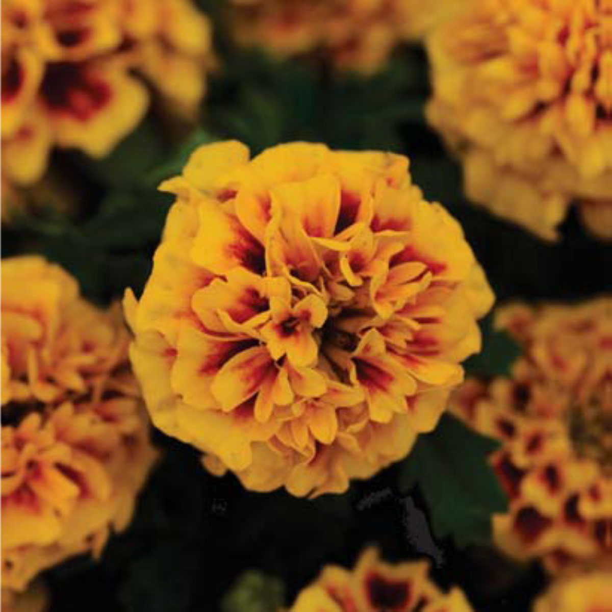Aksamitník rozkladitý Hot Pak Fire - Tagetes patula - semena aksamitníku - 30 ks