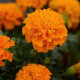 Aksamitník rozkladitý Hot Pak Orange - Tagetes patula - semena aksamitníku - 30 ks