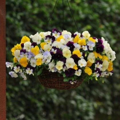 Maceška převislá Cool Wave směs barev F1 - Viola x wittrockiana - semena macešky - 10 ks