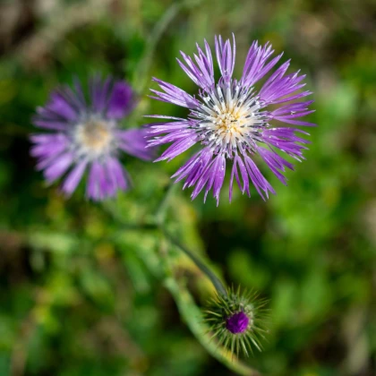 Ambrózie ostnitá Desert Star - Amberboa muricata - semena ambrózie - 50 ks