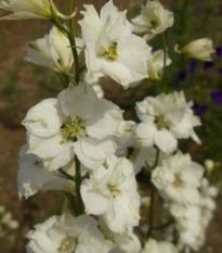 Ostrožka rolní bílá - Consolida regalis - semena ostrožky - 100 ks