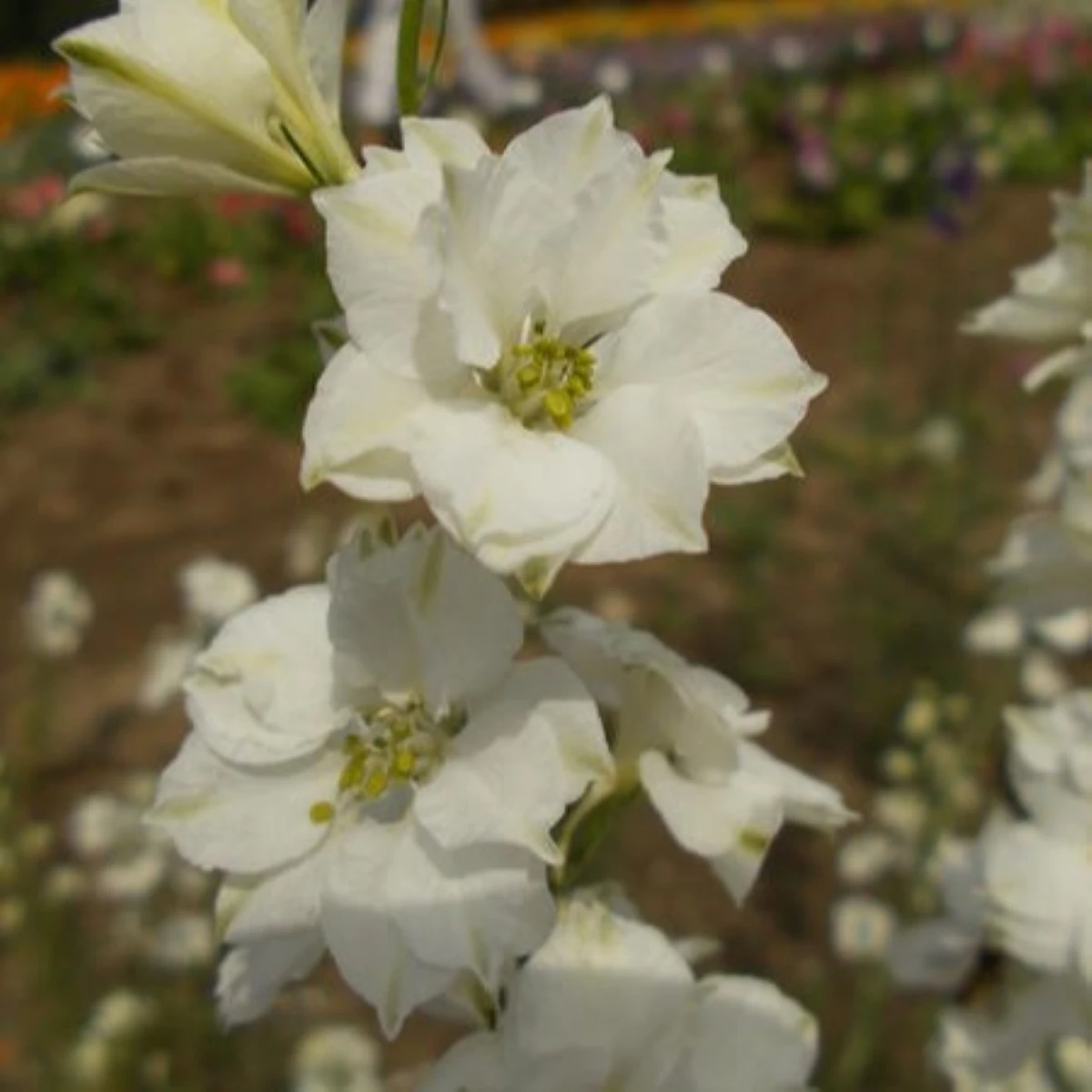 Ostrožka rolní bílá - Consolida regalis - semena ostrožky - 100 ks