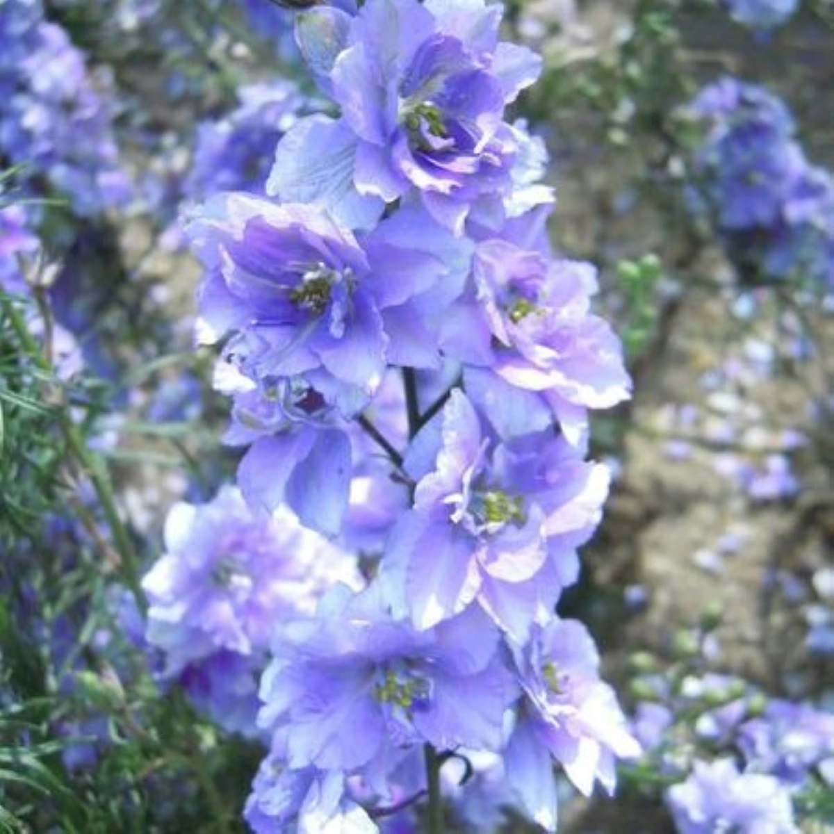 Ostrožka rolní fialová - Consolida regalis - semena ostrožky - 100 ks