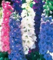 Osrožka rolní směs barev - Consolida regalis - semena ostrožky - 100 ks