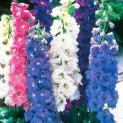 Osrožka rolní směs barev - Consolida regalis - semena ostrožky - 100 ks