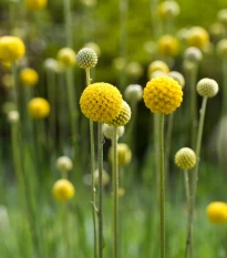 Kraspédie kulovitá Trommelstock - Craspedia globosa - semena kraspédie - 170 ks