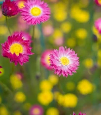 Smilek růžový -  Helipterum roseum - semena smilku - 0,5 g