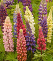 Lupina mnoholistá Russel Mix - Lupinus polyphyllus - semena lupiny - 20 ks