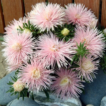 Astra čínská Starlight Light Pink - Callistephus chinensis - semena astry - 50 ks