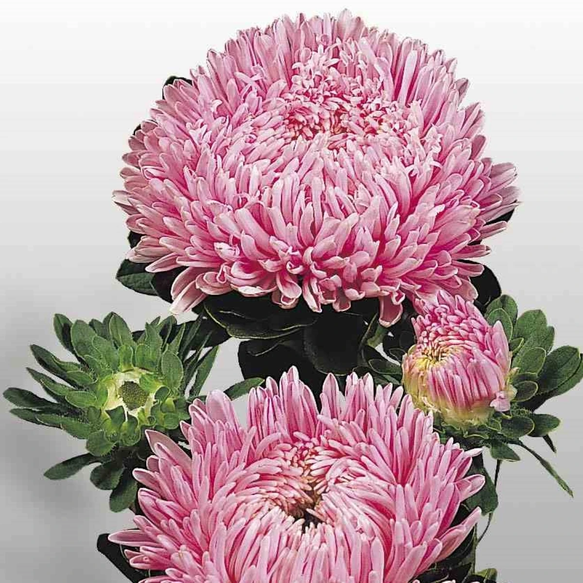 Astra čínská Matador Salmon Pink - Callistephus chinensis - semena astry - 50 ks