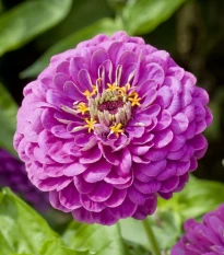 Ostálka jiřinkokvětá Purple Prince - Zinnia elegans - semena ostálky - 50 ks