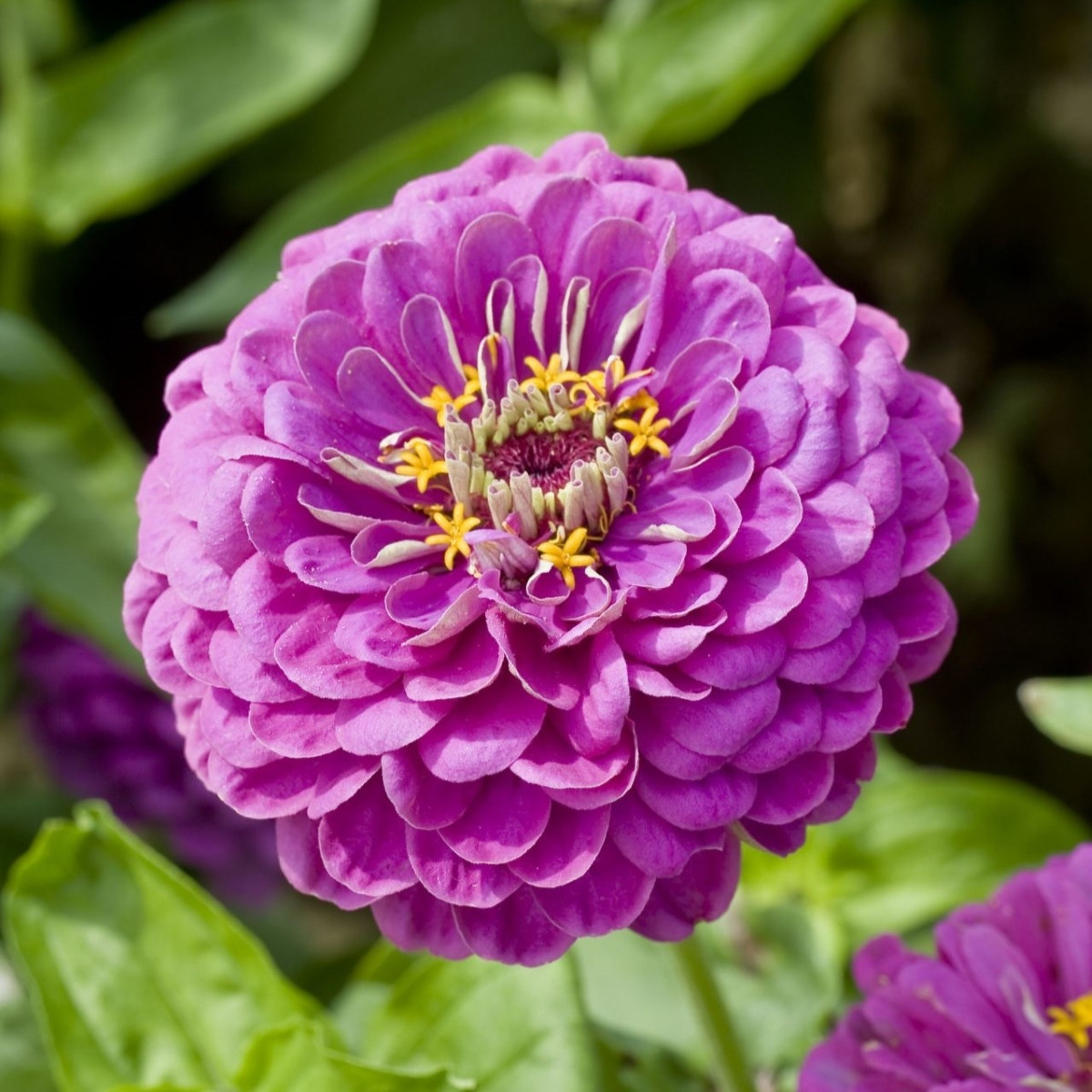 Ostálka jiřinkokvětá Purple Prince - Zinnia elegans - semena ostálky - 50 ks