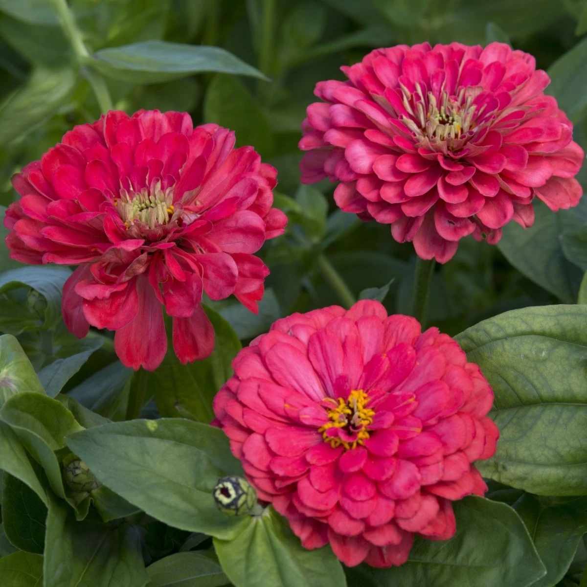 Ostálka jiřinkokvětá Illumination - Zinnia elegans - semena ostálky - 50 ks