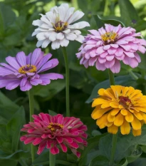Ostálka jiřinkokvětá Field Grown Mixure - Zinnia elegans - semena ostálky - 50 ks