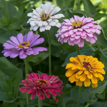 Ostálka jiřinkokvětá Field Grown Mixure - Zinnia elegans - semena ostálky - 50 ks