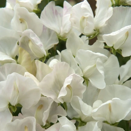 Hrachor Spencer Royal Wedding - Lathyrus odoratus - semena hrachoru - 20 ks