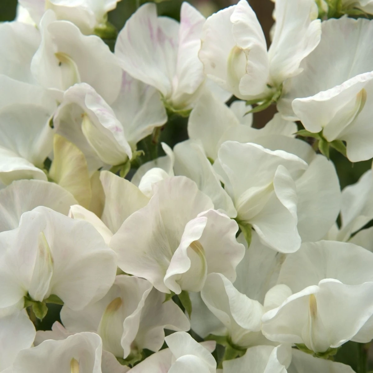 Hrachor Spencer Royal Wedding - Lathyrus odoratus - semena hrachoru - 20 ks