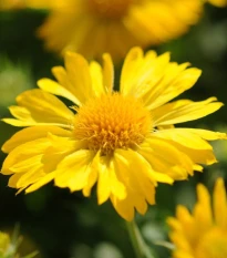 Kokarda velkokvětá Mesa Yellow - Gaillardia grandiflora - semena kokardy - 10 ks