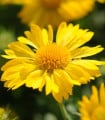 Kokarda velkokvětá Mesa Yellow - Gaillardia grandiflora - semena kokardy - 10 ks