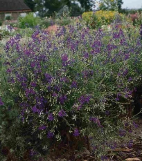 Stračka Blue Cloud - Delphinium consolida - semena stračky - 50 ks
