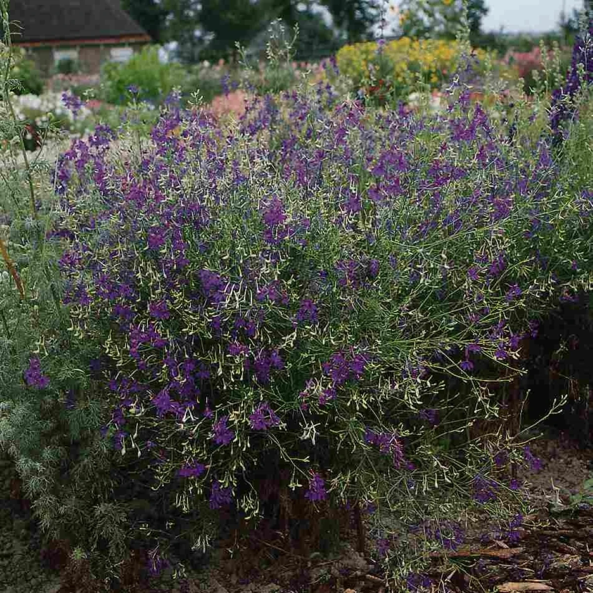 Stračka Blue Cloud - Delphinium consolida - semena stračky - 50 ks