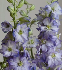 Stračka Fancy Purple Picotee - Delphinium consolida - semena stračky - 50 ks