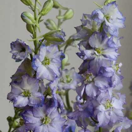 Stračka Fancy Purple Picotee - Delphinium consolida - semena stračky - 50 ks