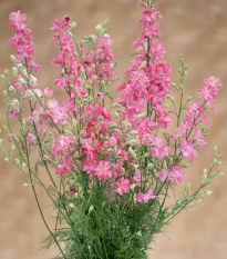 Stračka King Size Scarlet - Delphinium consolida - semena stračky - 50 ks