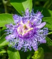 Mučenka pletní - passiflora incarnata - semena mučenky - 4 ks