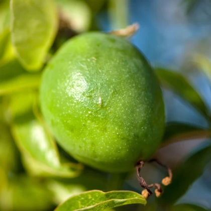 Mučenka pletní - passiflora incarnata - semena mučenky - 4 ks