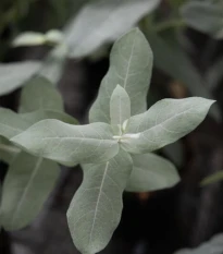 Eukalyptus globulus Styx - Blahovičník - Eucalyptus globulus - semena eukalyptu - 6 ks