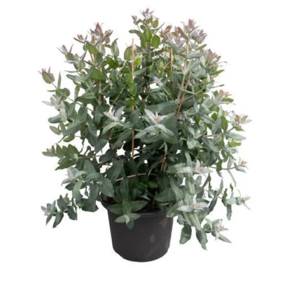 Eukalyptus globulus Styx - Blahovičník - Eucalyptus globulus - semena eukalyptu - 6 ks