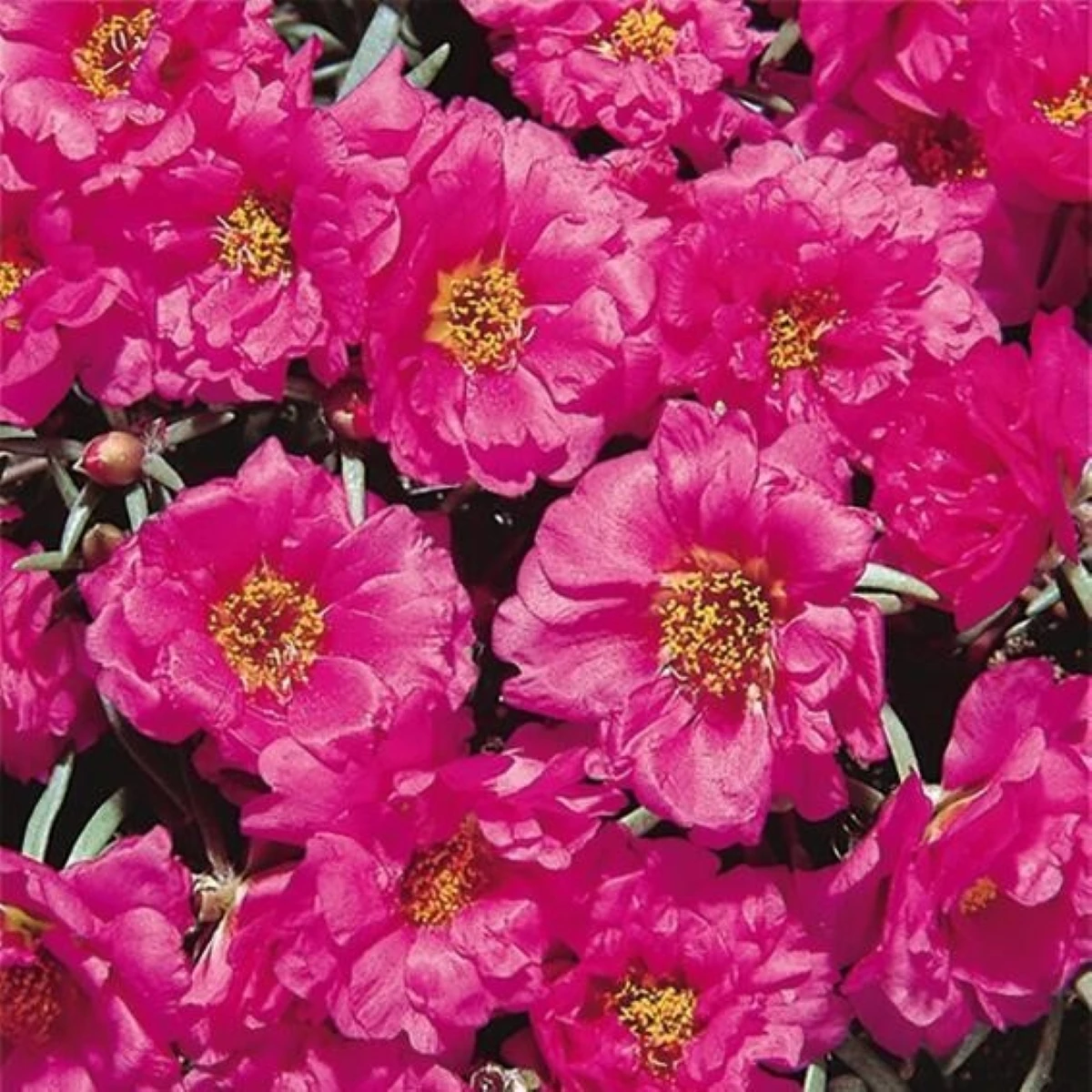 Šrucha zlatá Sundial Fuchsia F1 - Portulaca grandiflora - semena šruchy - 80 ks