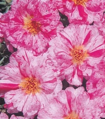 Šrucha zlatá Sundial Peppermint F1 - Portulaca grandiflora - semena šruchy - 80 ks