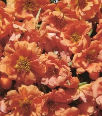 Šrucha zlatá Sundial Tangerine F1 - Portulaca grandiflora - semena šruchy - 80 ks