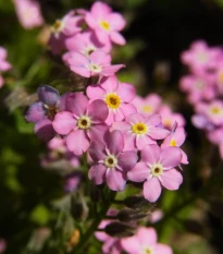 Pomněnka lesní Rosylva - Myosotis sylvatica - semena pomněnky - 60 ks