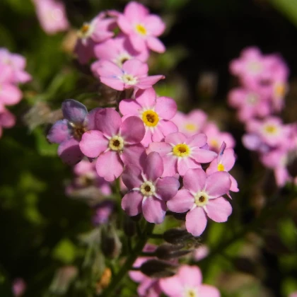 Pomněnka lesní Rosylva - Myosotis sylvatica - semena pomněnky - 60 ks