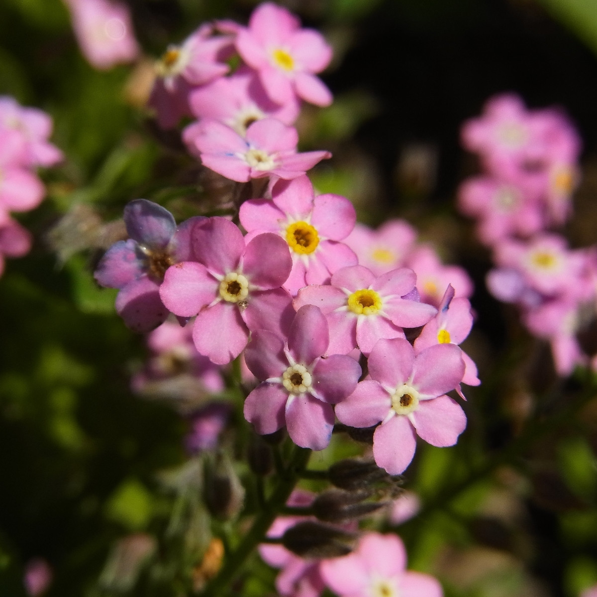 Pomněnka lesní Rosylva - Myosotis sylvatica - semena pomněnky - 60 ks